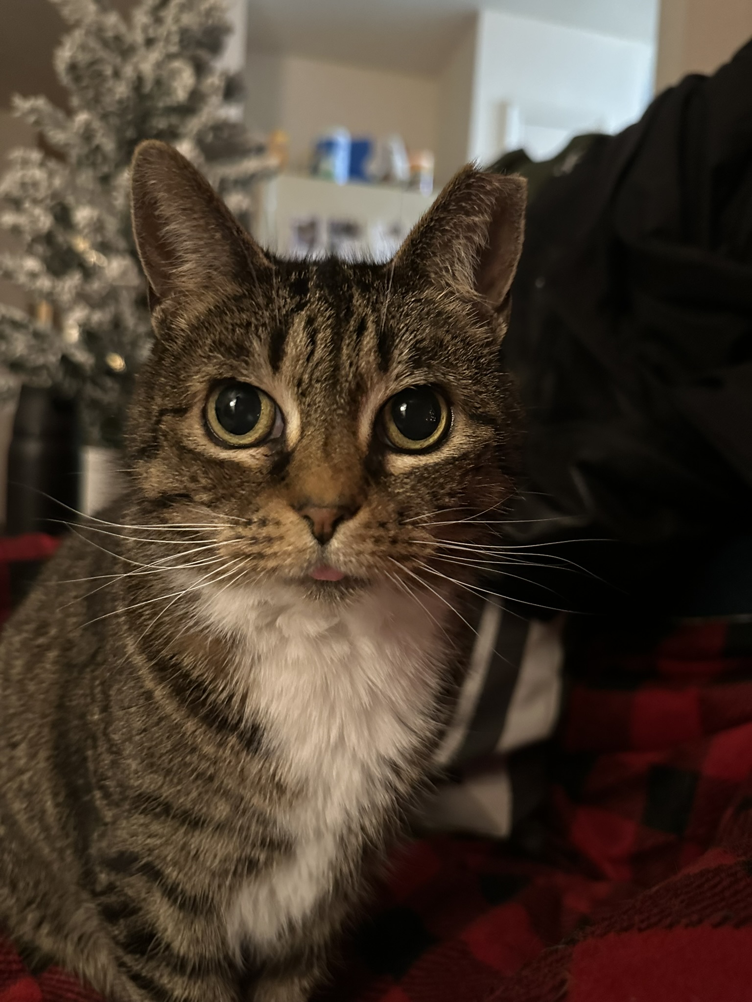 Cute Valentine Image